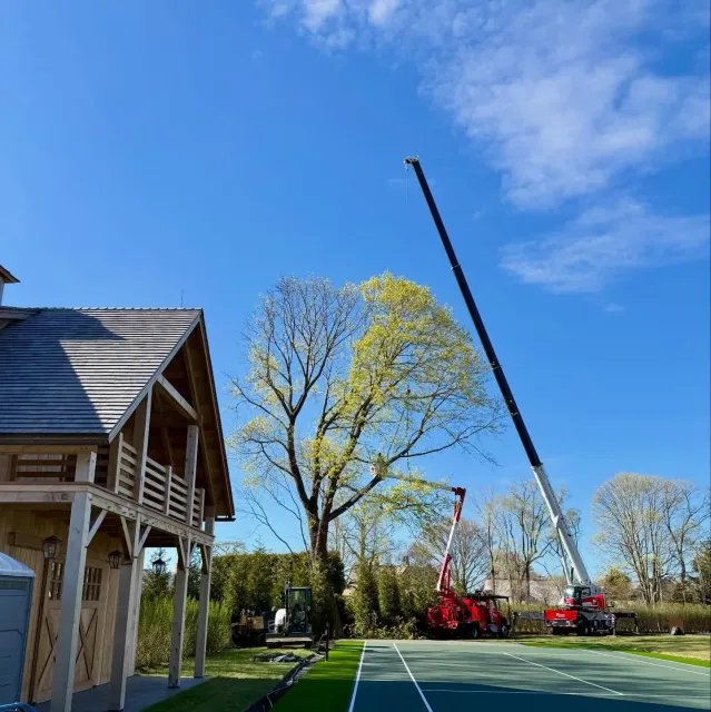 work photo from wilcoxtreeexperts.com