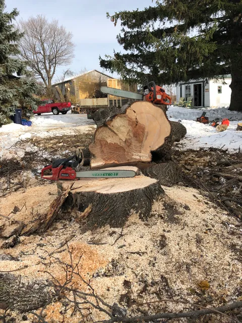 A Notch Above Tree Service work photo