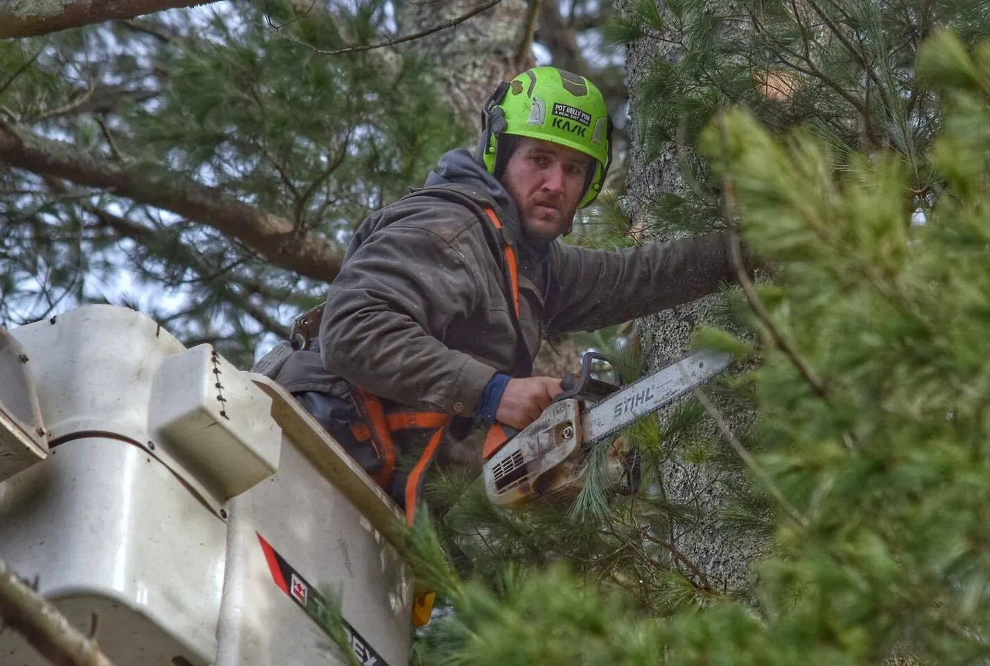 work photo from destitotreeservices.com
