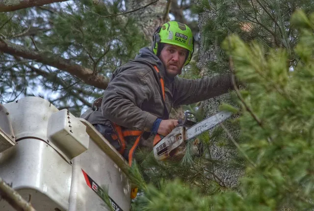 work photo from destitotreeservices.com