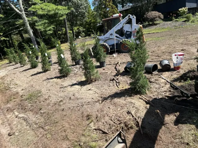 Tree Planting Services