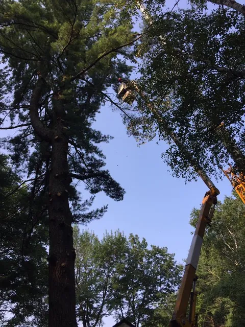 Bedford Tree Service llc work photo