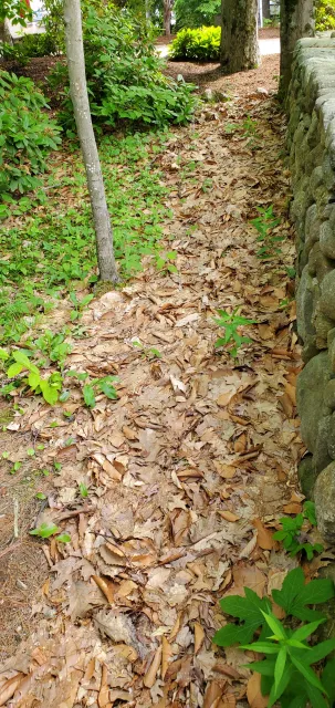 Leaf-covered path with green plants and stone wall in a wooded area.