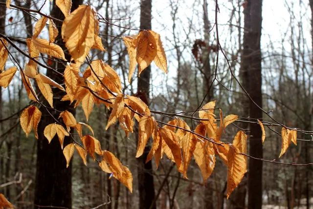 HomeTree5.jpg