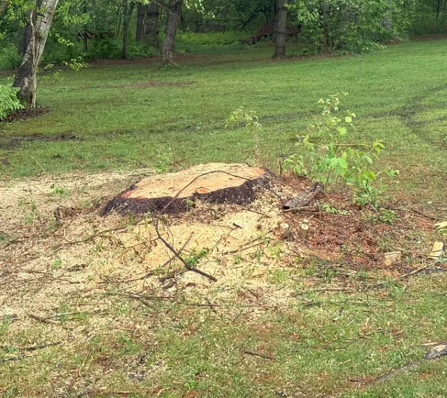 Corriveau Stump Grinding work photo