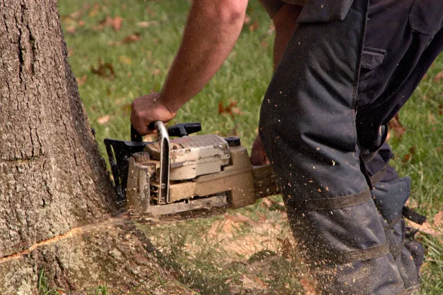 A man is cutting a tree with a chainsaw.