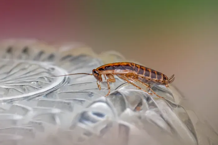 Close-up of a cockroach
