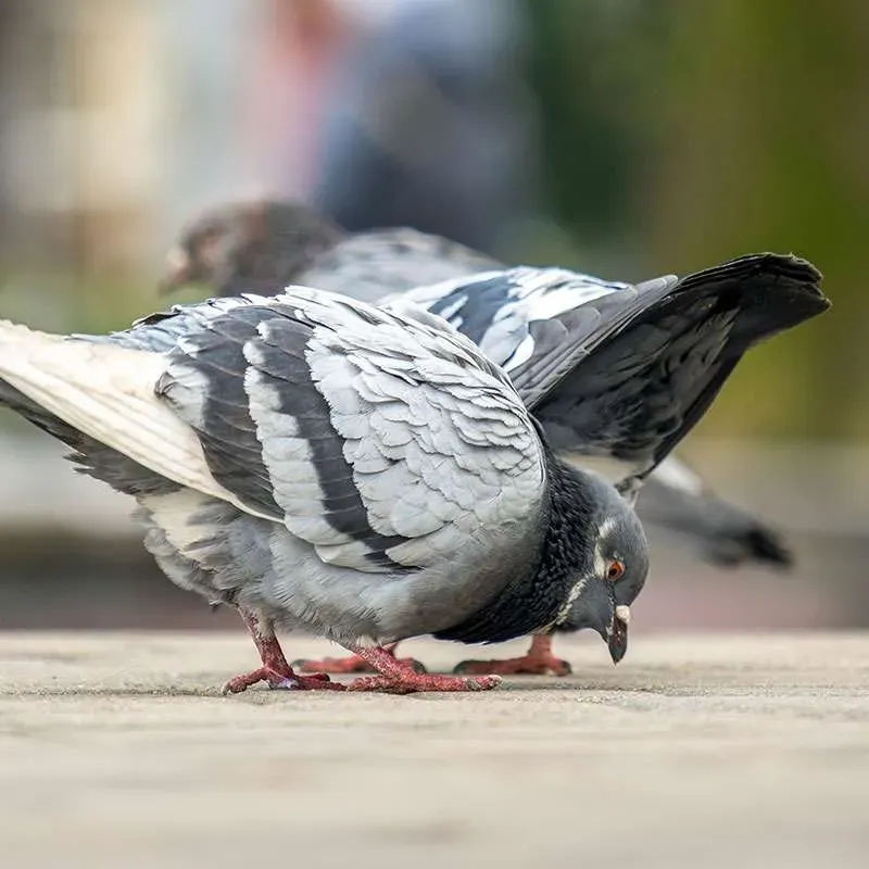 Close-up of pigeons pecking on pavement.