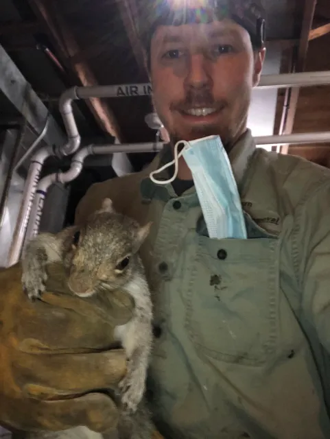 work photo from wmwildliferemoval.com