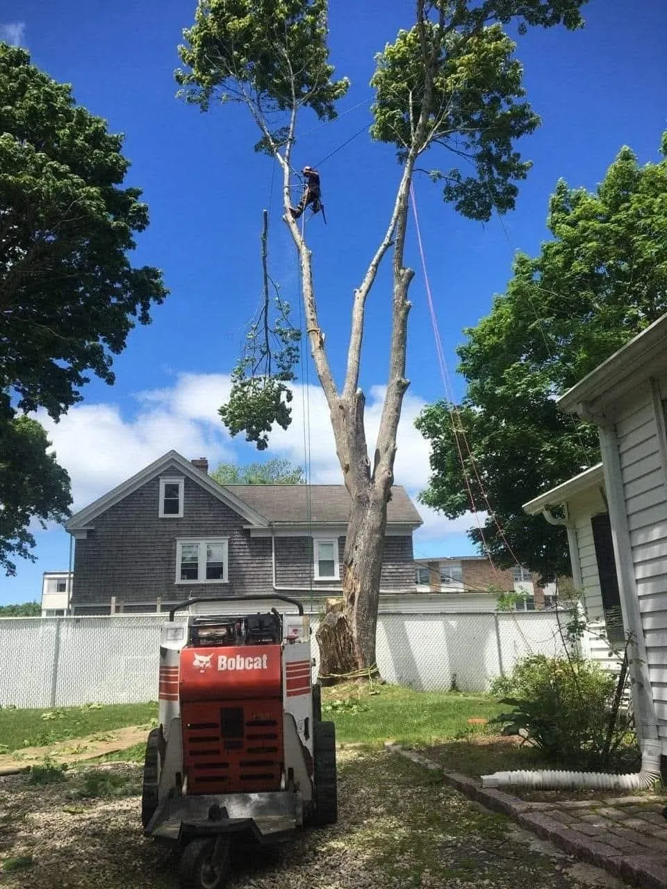 Red skid steer in a yard beside a tall, trimmed tree under a blue sky, with houses and a fence nearby.