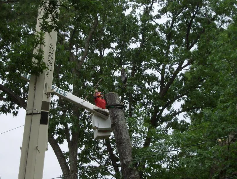 work photo from huntertreeservice.biz