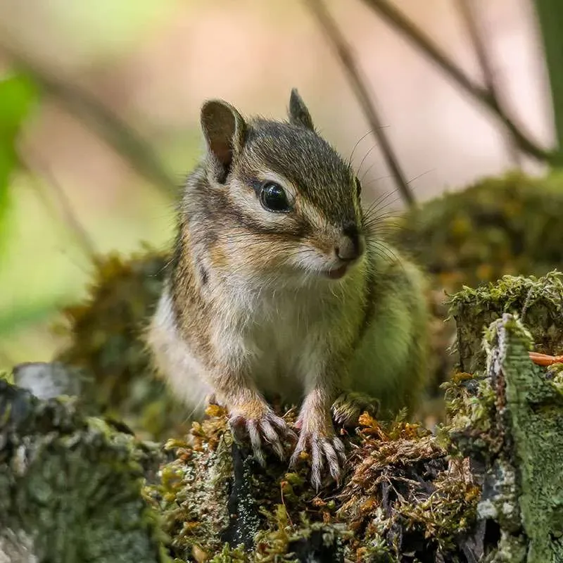 Chipmunk perched on mossy log in forest.