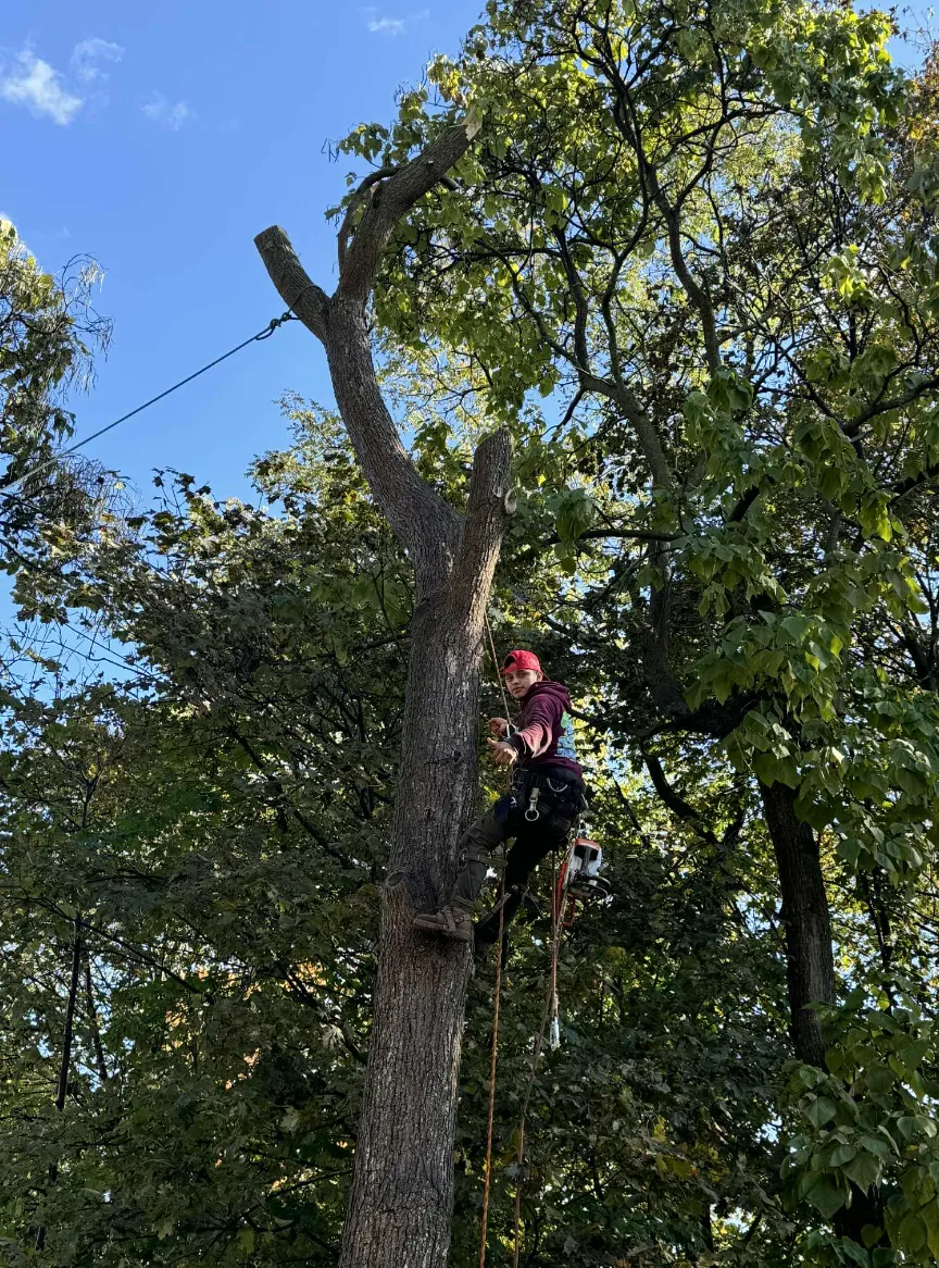 Professional arborist at work