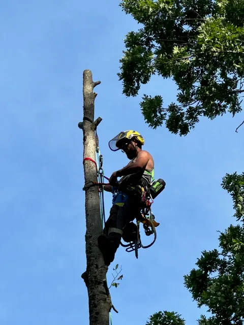 Maisey’s Tree Farm work photo