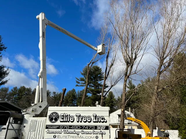 Elite Tree Inc work photo