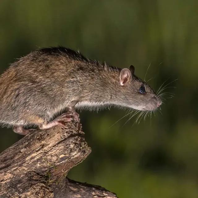 Brown rat perched on tree bark at night.