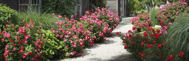 Jonathan Rice Landscaping
