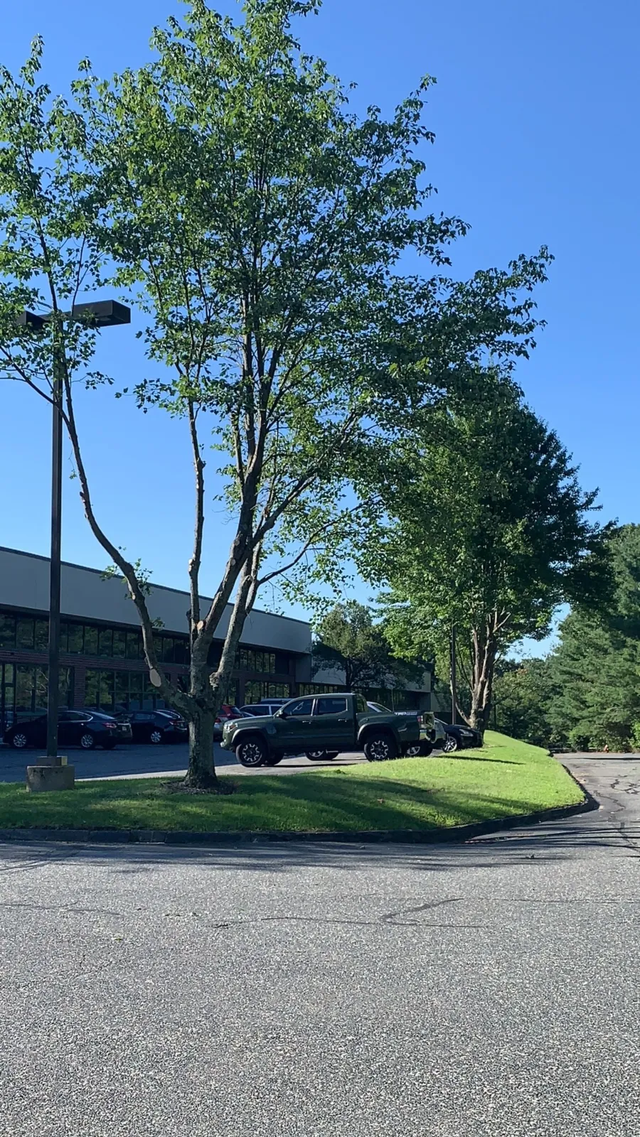 Parking lot with trees, parked cars, a building, and a blue sky.