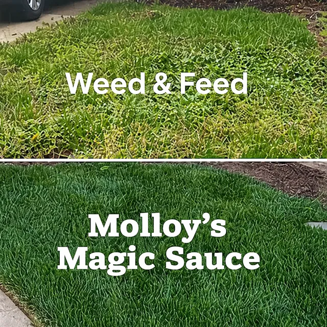 Molloy Lawn & Landscape