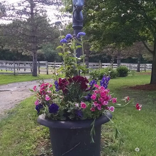 Morning Glory Gardeners researched project photo