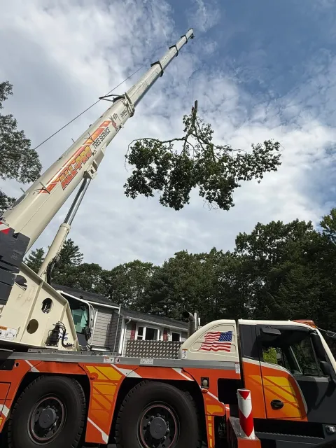A crane truck with orange and white markings lifting a tree branch with green leaves. There are residential houses and trees in the background under a partly cloudy sky.