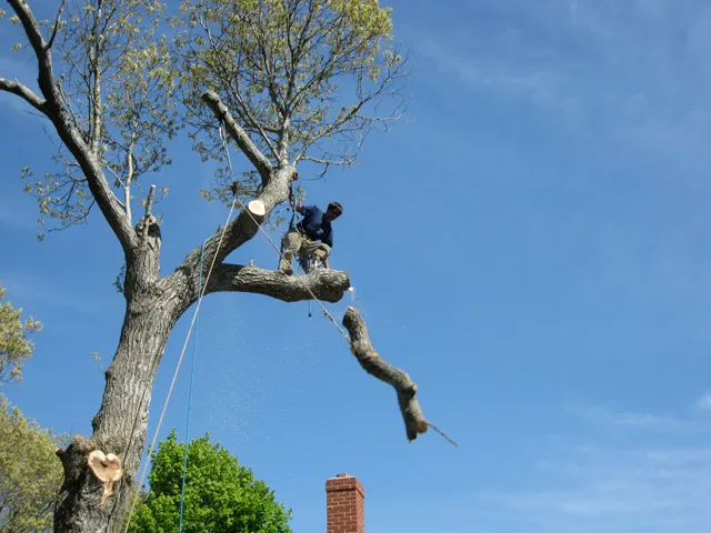 work photo from masontreeservice.com