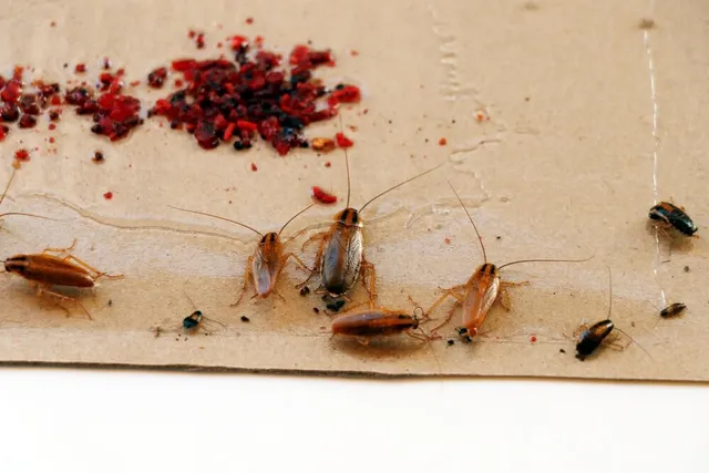 German cockroaches