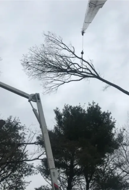 Crane lifting a bare tree branch against a cloudy sky, with other trees in the background.