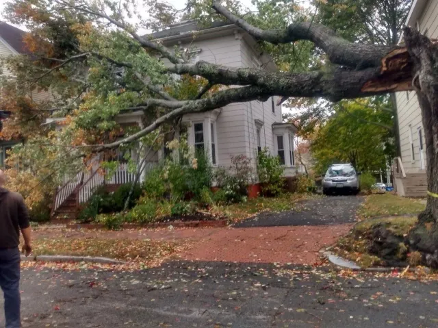 bigtreeonhome.jpg