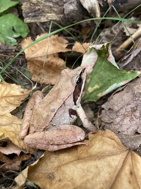 woodfrog.jpeg