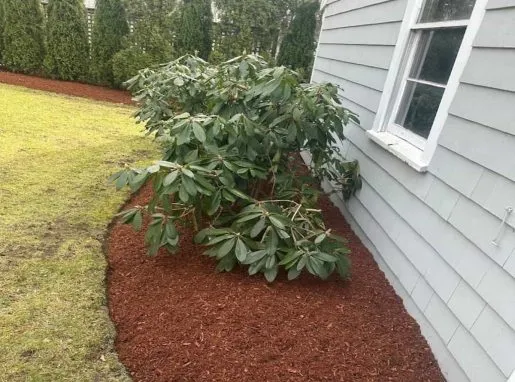 Mulching