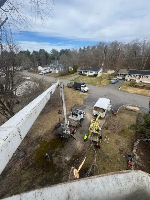 Diseased Elm Removal