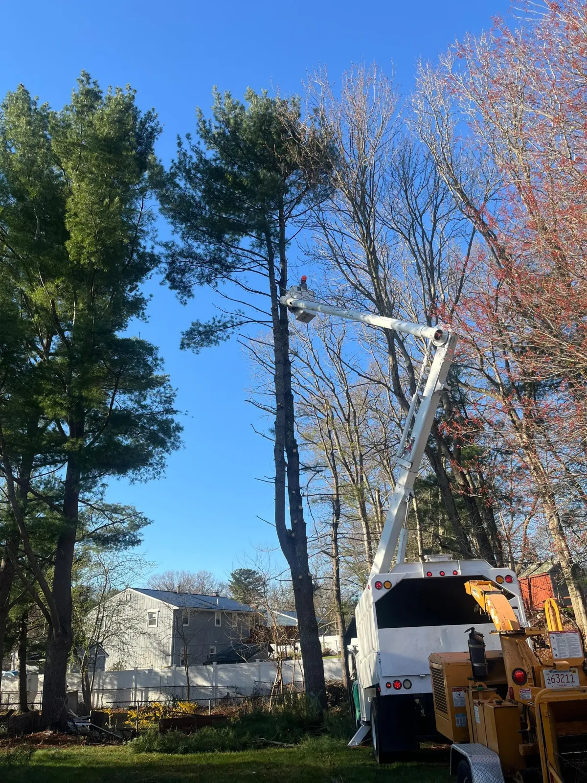 Bucket truck trimming tall trees beside a white house under a clear blue sky.
