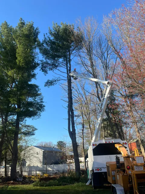 Bucket truck trimming tall trees beside a white house under a clear blue sky.