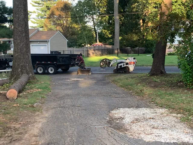 Brian's Tree Service work photo