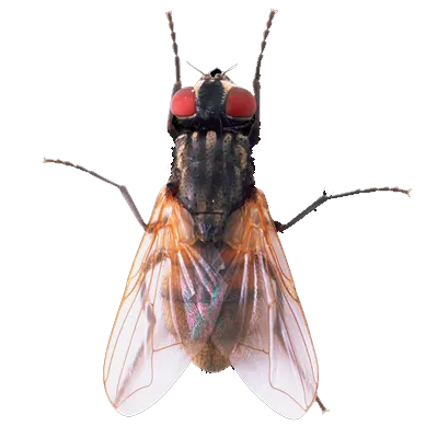 Fly