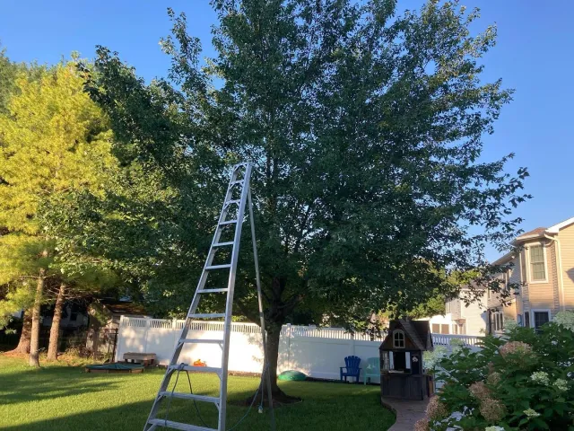 A backyard with a large leafy tree, a tall aluminum ladder leaning against it, a small wooden playhouse, Adirondack chairs, and garden flowers near a white fence under a clear blue sky.