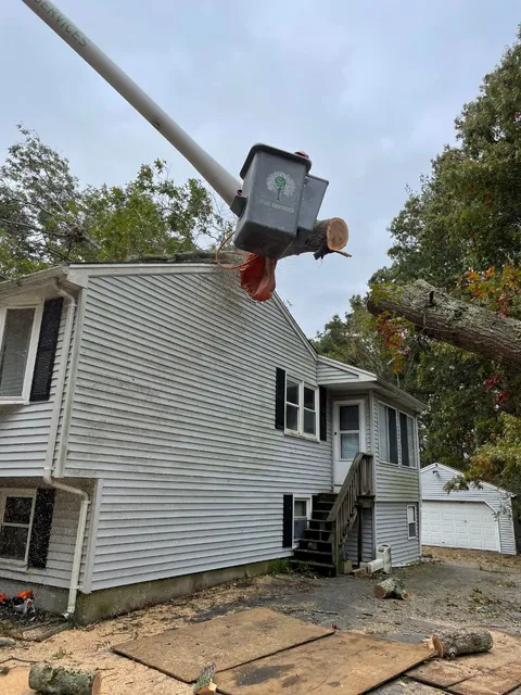 work photo from s1tree.com