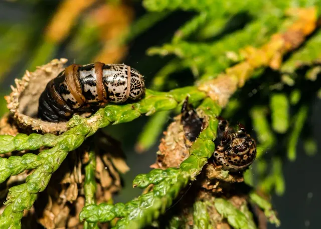 Caterpillar with patterned segments on green plant branch.