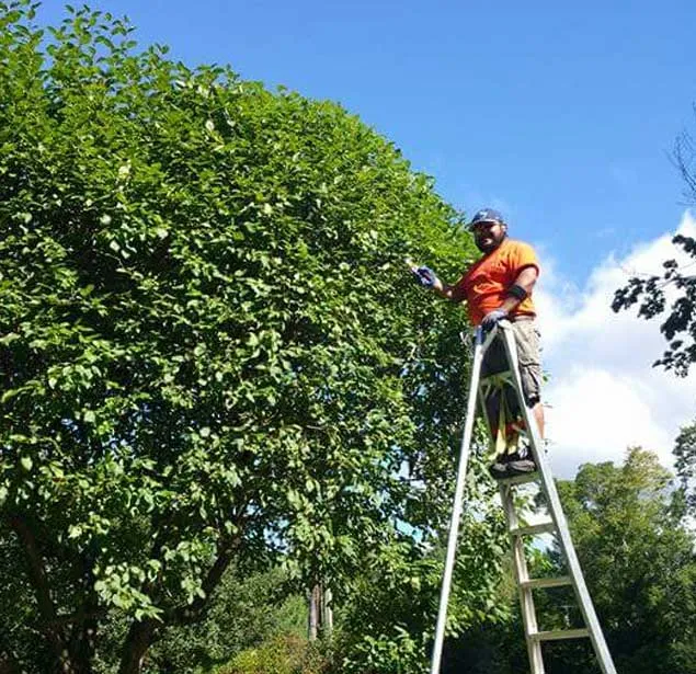 Mo & Sons Tree Care work photo