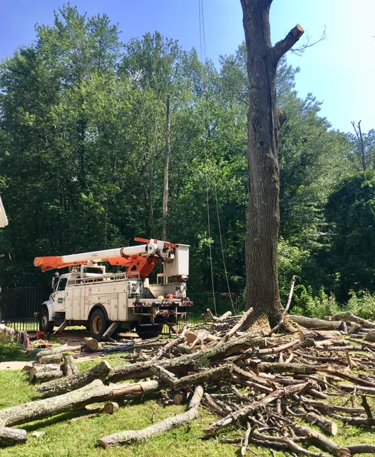 Cutters Tree Services work photo