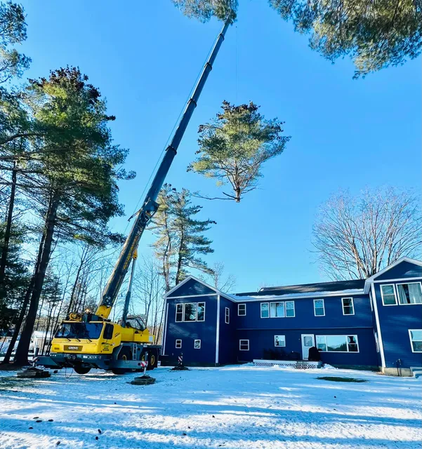 Technical Tree Service LLC work photo