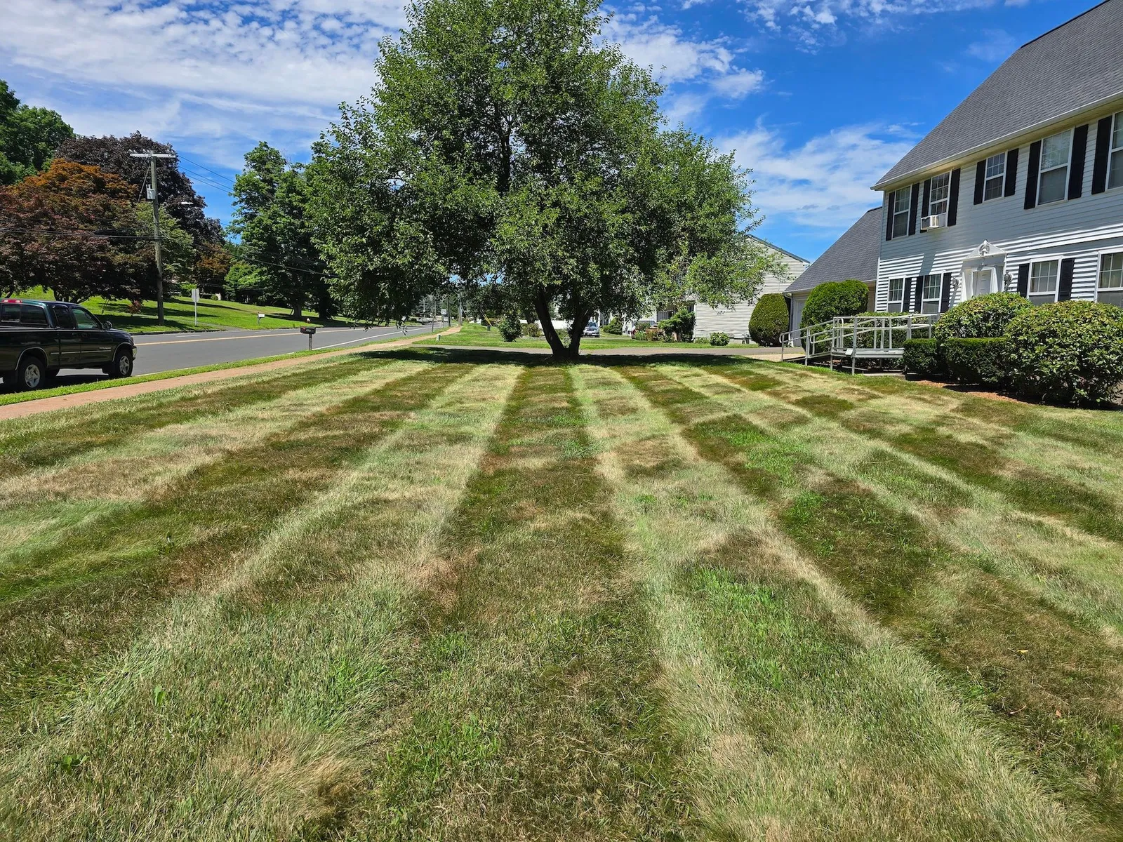 Lawn with distinct stripes of green and brown leading towards a large tree and a house on a sunny day.