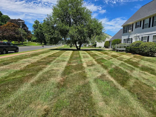 Lawn with distinct stripes of green and brown leading towards a large tree and a house on a sunny day.