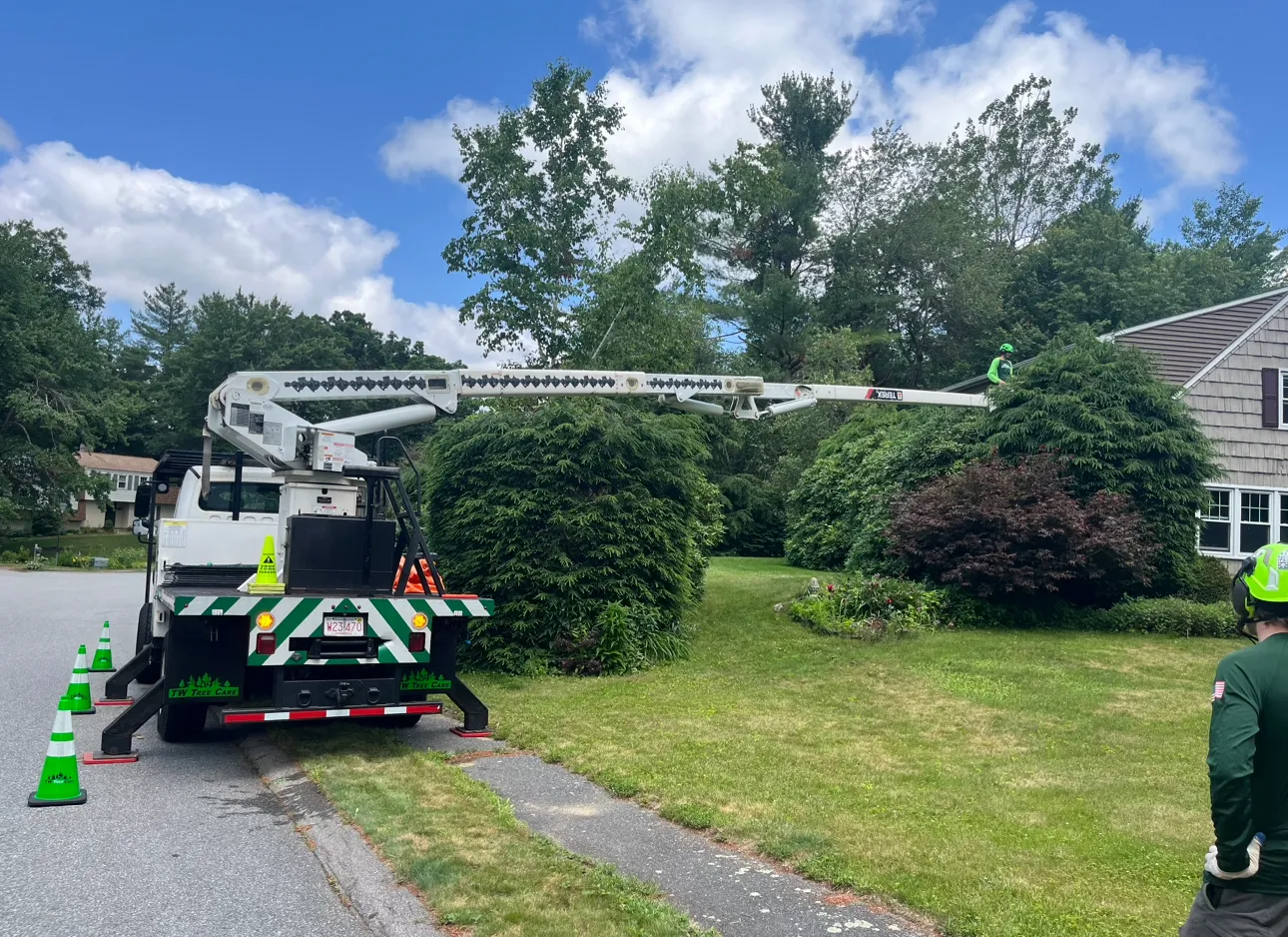 Tree Trimming & Pruning