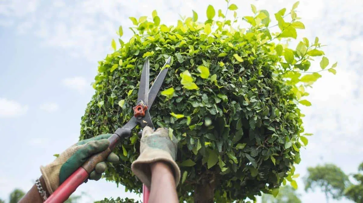 Professional Trimming Services in Chestnut Hill