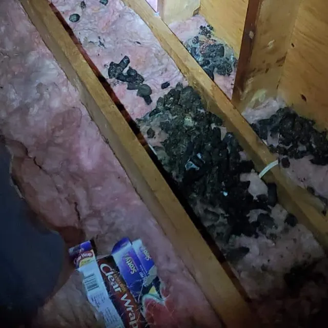 Animal feces in attic requiring cleanup