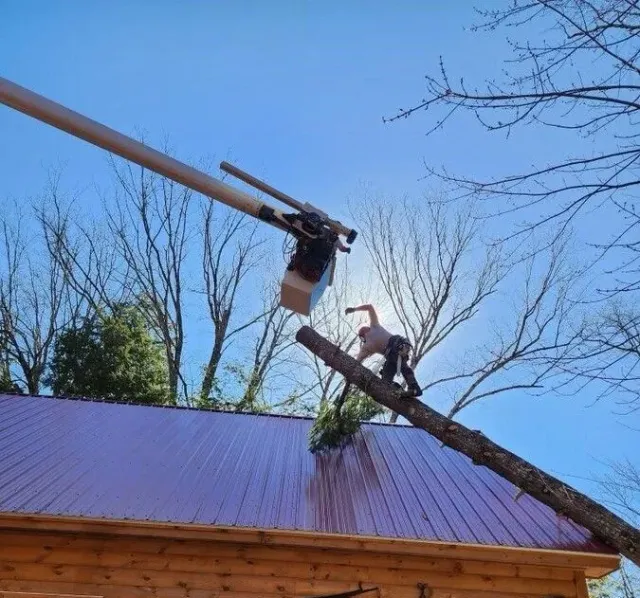 A man is standing on a tree branch on top of a roof.