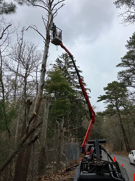 arborist, pruning, and tree work on cape cod, Brewster Massachusetts