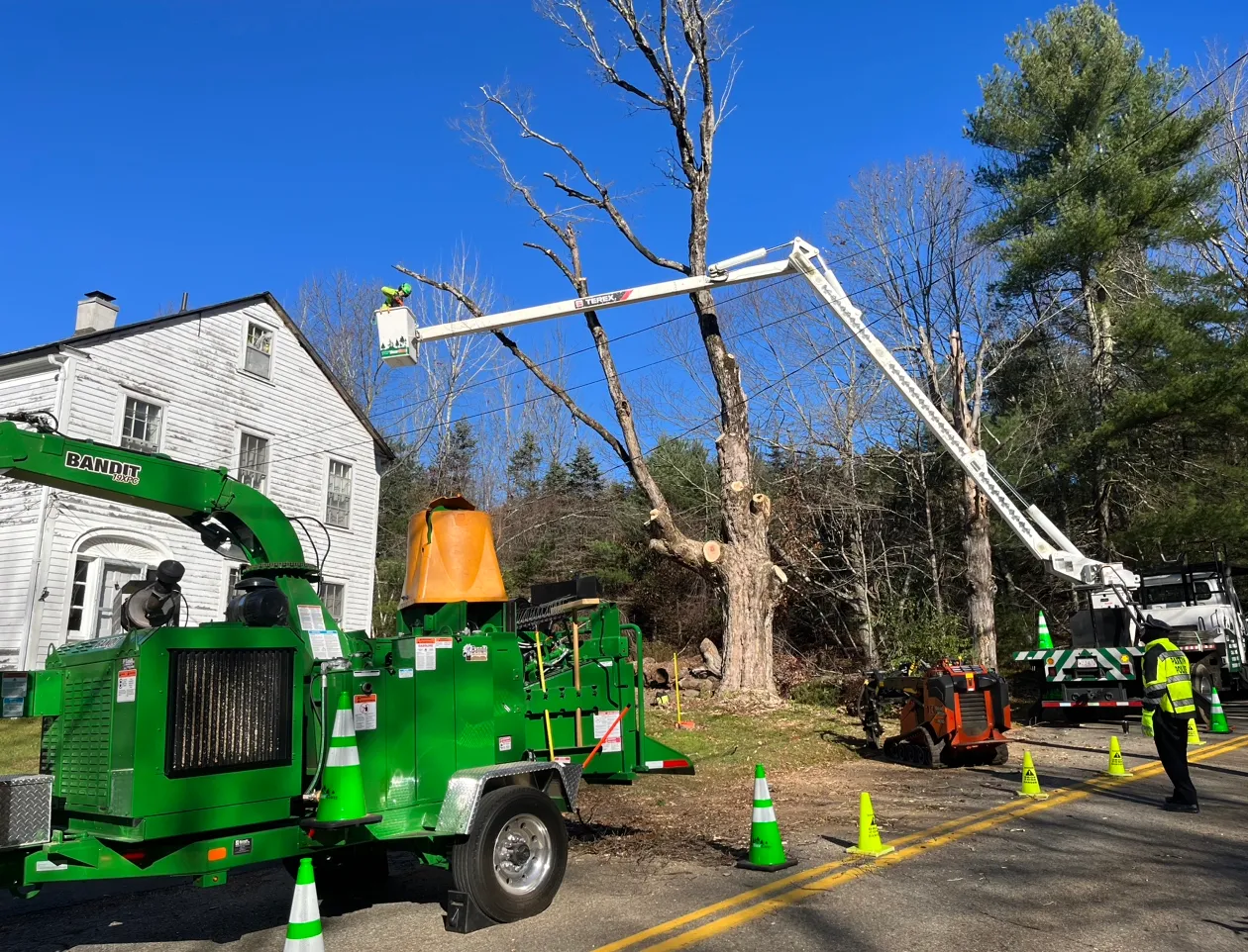 TREE REMOVAL